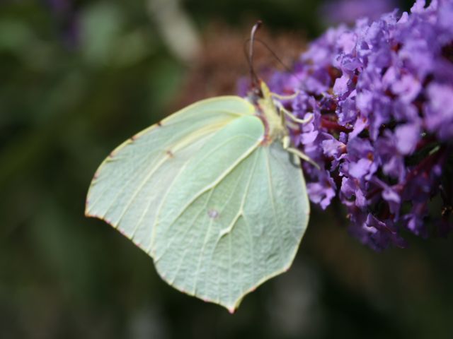 papillon lavande